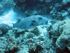 Puffer fish