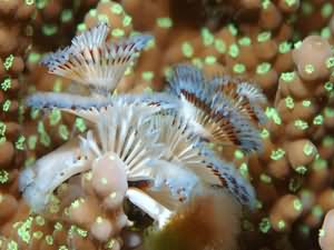 Christmas tree worms
