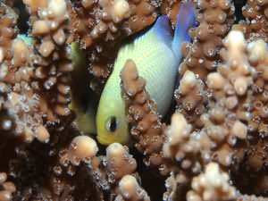 Damsel fish