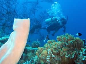 Tube sponge and diver