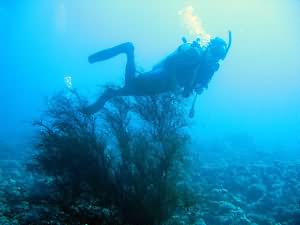 Black coral and diver