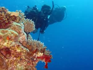 Divers by pinnacle