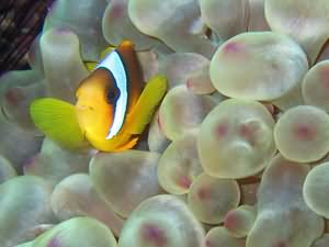 Anenome fish