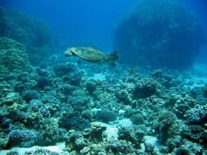 Turtle