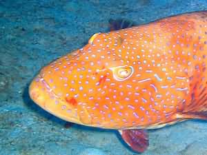 Grouper