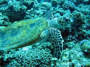 Turtle