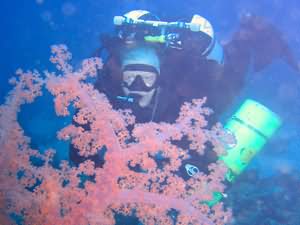 Soft coral