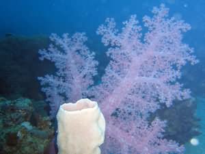 Vase sponge