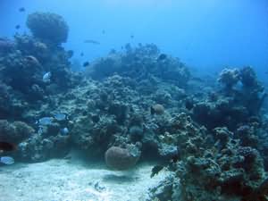 Shallow reef