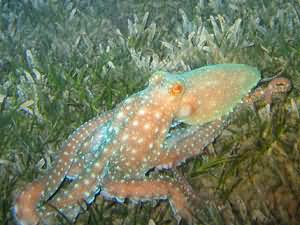 Octopus