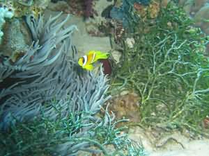 Clownfish