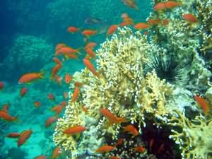 Fire coral
