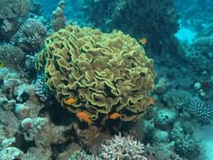 Cabbage coral