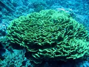 Cabbage coral