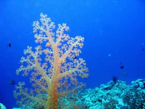 Soft coral