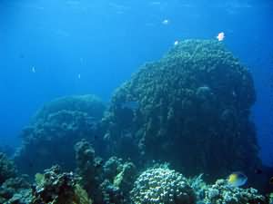 Pinnacles by fringing reef