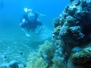 Diver by pinnacle
