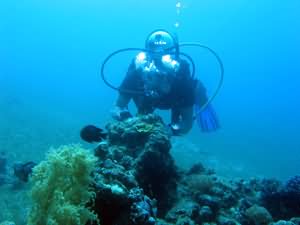 Diver by pinnacle