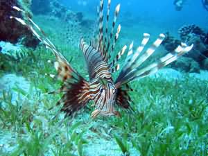 Lion fish