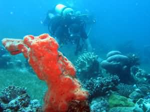 Fire sponge