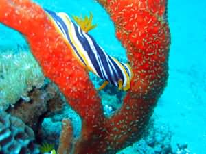 Twisted nudibranch
