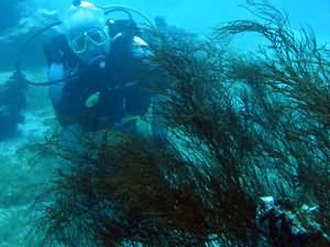 Black coral