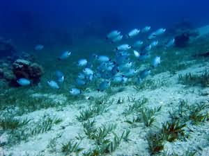 Fish on bottom