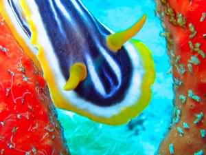 Nudibranch
