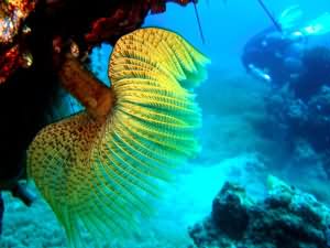 Indian feather worm