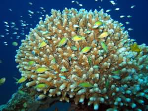 Damselfish