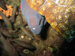 Giant moray