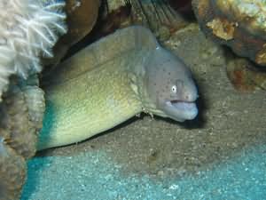 Gray moray