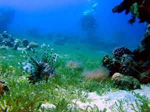Lion fish