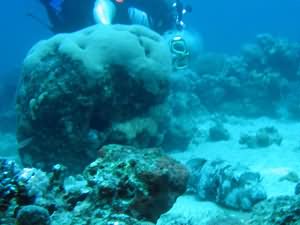 Diver & puffer fish