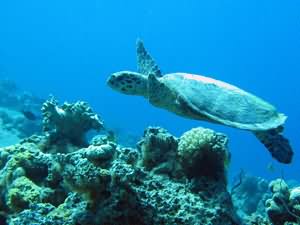 Hawksbill turtle