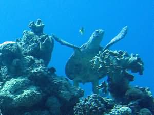 Hawksbill turtle