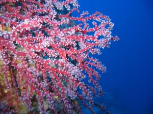 Purple gorgonia