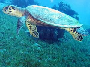 Hawksbill turtle