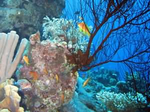 Black coral tree