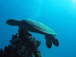 Hawksbill turtle
