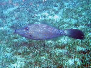 File fish