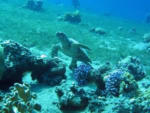 Hawksbill turtle