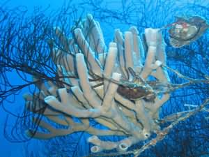 Organ pipe sponge