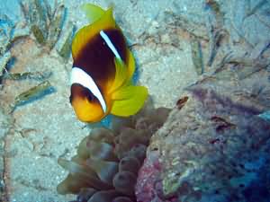Clown fish