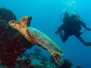 Hawksbill turtle