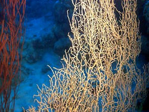 Fan corals