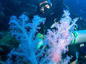 Soft coral