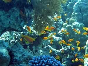 Anthias
