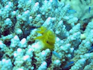 Xmas tree worm
