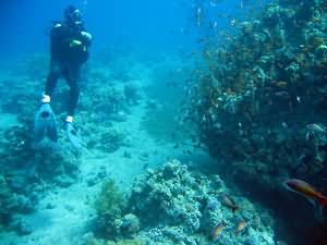 Diver over reef